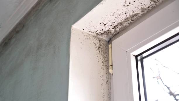 Best Emergency Mold Remediation in Ohioville, PA